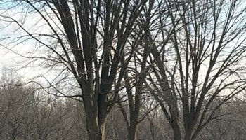 Tree Removal for Cross Family Tree Service in Kearney, MO