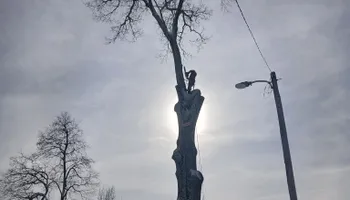 Tree Removal for Smith Tree Experts in Palmyra, VA