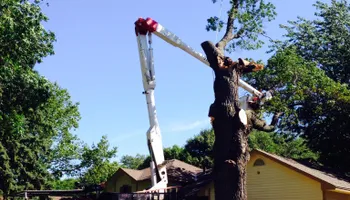 Tree Removal for Allstate Tree Service in Fridley, MN