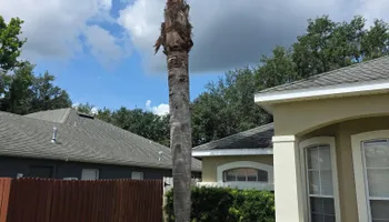 Tree Trimming for Highlife Tree Care And Landscaping in Altamonte Springs, FL