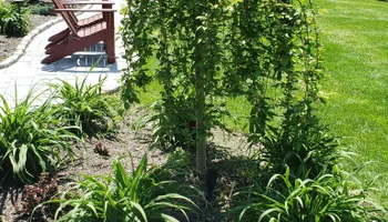 Mowing for Matty L's Lawn and Tree Care in Monroe, CT