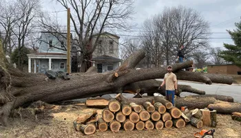Tree Removal for Houtz Tree Service in Lexington, KY