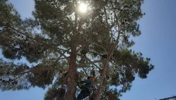 Fall and Spring Clean Up for Oliver L. Palm & Tree services in Yuma, AZ