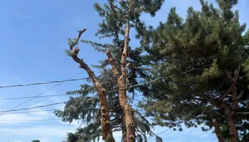 Tree Removal for Ascension Tree Care LLC in Yakima County, WA
