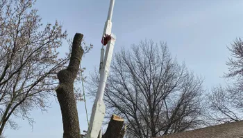 Tree Removal for Allstate Tree Service in Fridley, MN