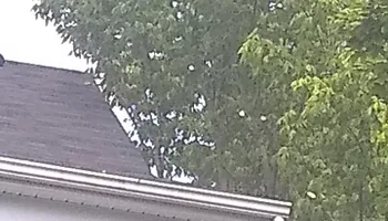 Tree Removal for Mario's Tree Service in Richmond, VA