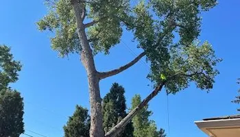 Tree Removal for Stump Removal & Daughter in Aurora, CO