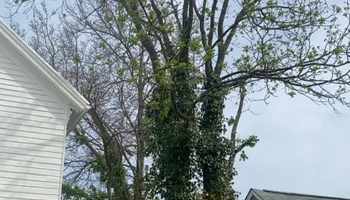 Tree Removal for Gray's Tree Service  in Shenandoah County, VA