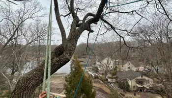 Tree Removal for Hingewood Tree Service in Salem, NJ
