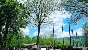 Tree Removal for Revival Tree Management in Chattanooga, TN