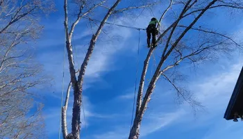 Tree Removal for MTJ Tree Removal LLC in Zebulon, NC