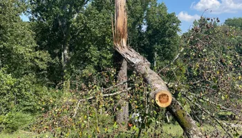 Tree Removal for Cassidy Tree Care in Santa Fe, TN