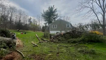Tree Removal for Licensed to Cut Tree Service in Athens, PA