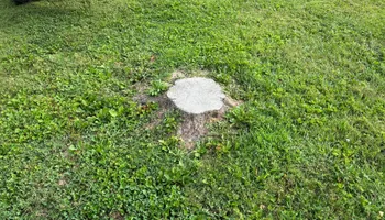 Stump Removal for Conrad's Stump Removal in Columbus, IN