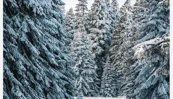 Tree Removal for Allstate Tree Service and Crane in Spring Lake Park, MN