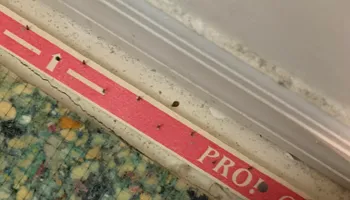 Bed Bug Heating Service for Platinum Pest Control in Brooksville, FL