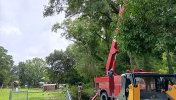 Tree Removal for Asbell's Tree & Land Services in Gilchrist County, FL