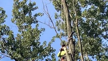 Tree Removal for Village Tree Service  in Whitestown, IN