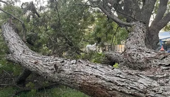 Tree Removal for Z’s Trees LLC in Grey Forest, TX