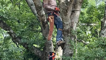 Tree Removal for Cassidy Tree Care in Santa Fe, TN