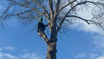 Tree Removal for Tree Life Tree Service in Wichita, KS