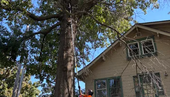 Tree Removal for Cross Family Tree Service in Kearney, MO