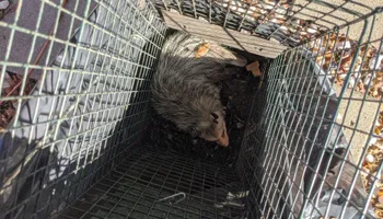 Residential Wildlife Control for Topper's Wildlife Removal in Garland, TX