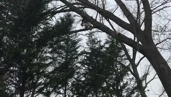 Tree Removal for Rush Tree Specialist in Knoxville, TN