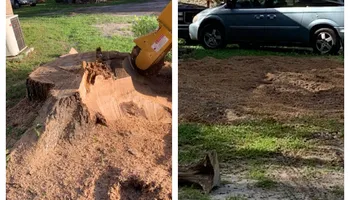 Tree Removal for Alford’s Tree and Stump Services LLC in Lake City, FL