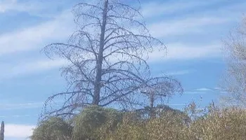 Tree Removal for A to Z Grounds Keeping in Sierra Vista, AZ