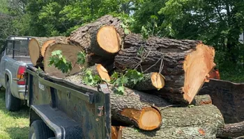 Tree Removal for Gray’s Tree Service Inc in Maurertown, VA