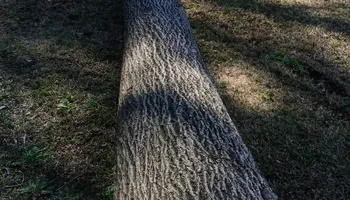 Tree Removal for Kingdom Riderz Hauling And Tree Service in Tar Heel, NC