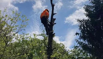 Tree Removal for Village Tree Service  in Whitestown, IN