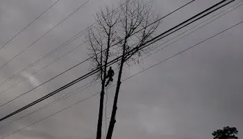 Tree Removal for Rush Tree Specialist in Knoxville, TN