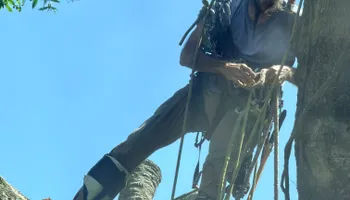 Tree Pruning and Trimming for All Around Guys Tree Service in Ocala, FL