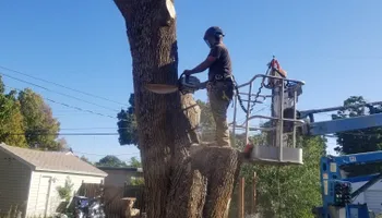 Tree Removal for King & Sons Urban Forestry in Coeur d'Alene, ID
