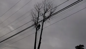 Tree Removal for Rush Tree Specialist in Knoxville, TN