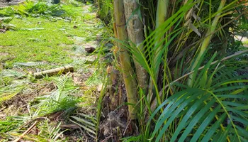 Tree Trimming & Removal for L & J Palm Tree & Lawn Care Services in Jupiter, FL