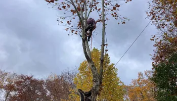 Tree Removal for Summit Tree Care LLC in Fort Wayne, IN
