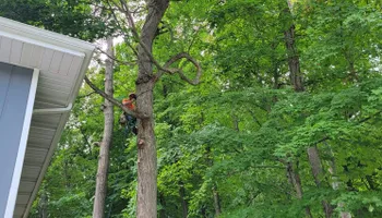Tree Removal for Highborn Tree Service in Wheatfield, IN