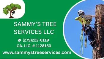 Tree Removal for Sammy's Tree Services in Sacramento, CA