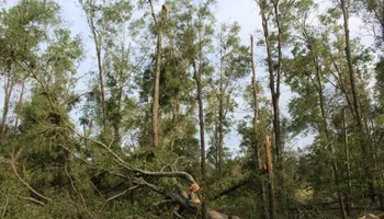 Tree Trimming for American Tree Masters in Alvin, TX