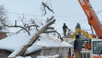 Tree Removal for Fransen's Tree Service  in Freeport, IL