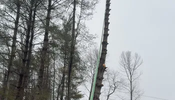 Tree Removal for VA Landgrowth LLC in Lexington, VA