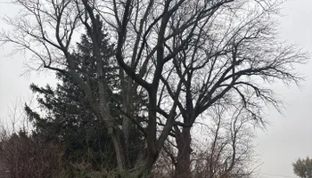 Tree Removal for Fransen's Tree Service  in Freeport, IL