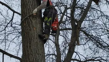 Tree Removal for Highborn Tree Service in Wheatfield, IN