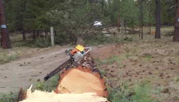 Tree Removal for Ekstedt Tree Services in Troy, MT