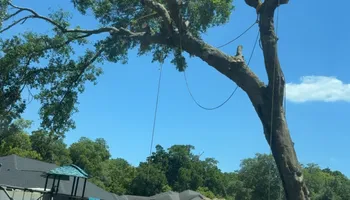 Tree Pruning and Trimming for All Around Guys Tree Service in Ocala, FL