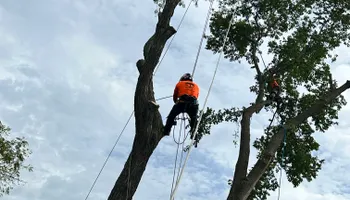 Tree Removal for Cross Family Tree Service in Kearney, MO