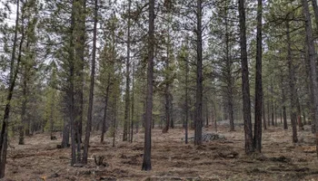 Tree Removal for Bailey's Cutting LLC in Bend, Oregon